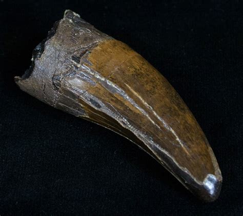 t-rex tooth for sale